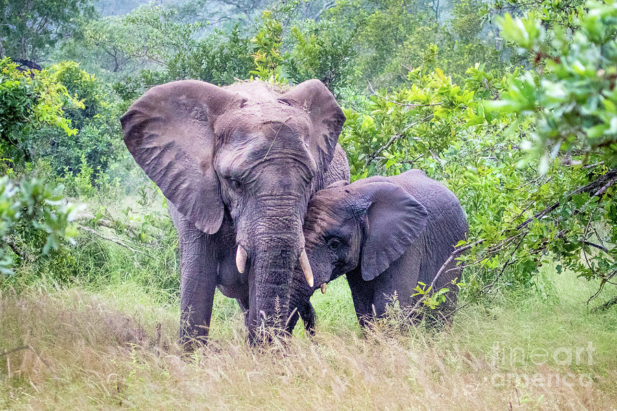 Elephant Cuddles Photograph by Jennifer Ludlum