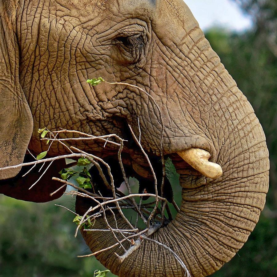 Elephant Curl Photograph by KJ Swan