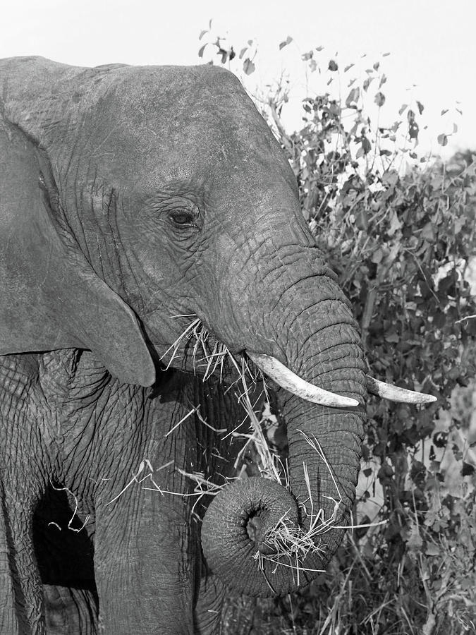 Elephant - Curled Trunk in Black and White Photograph by Gill Billington