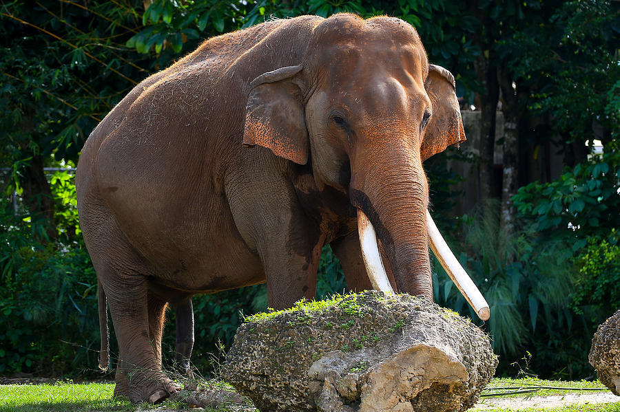 Elephant Photograph by Dart Humeston