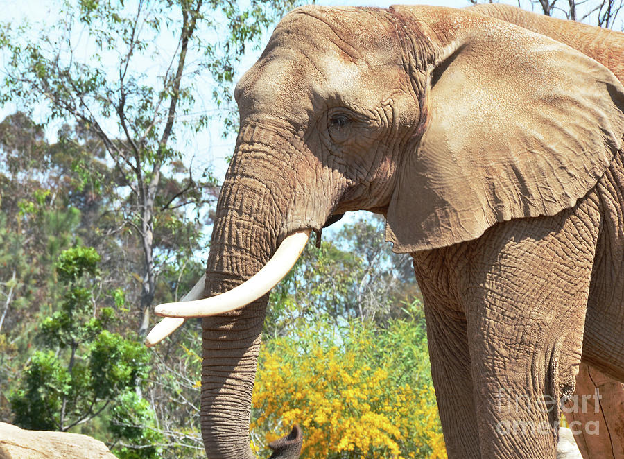 Elephant Photograph by Debby Pueschel