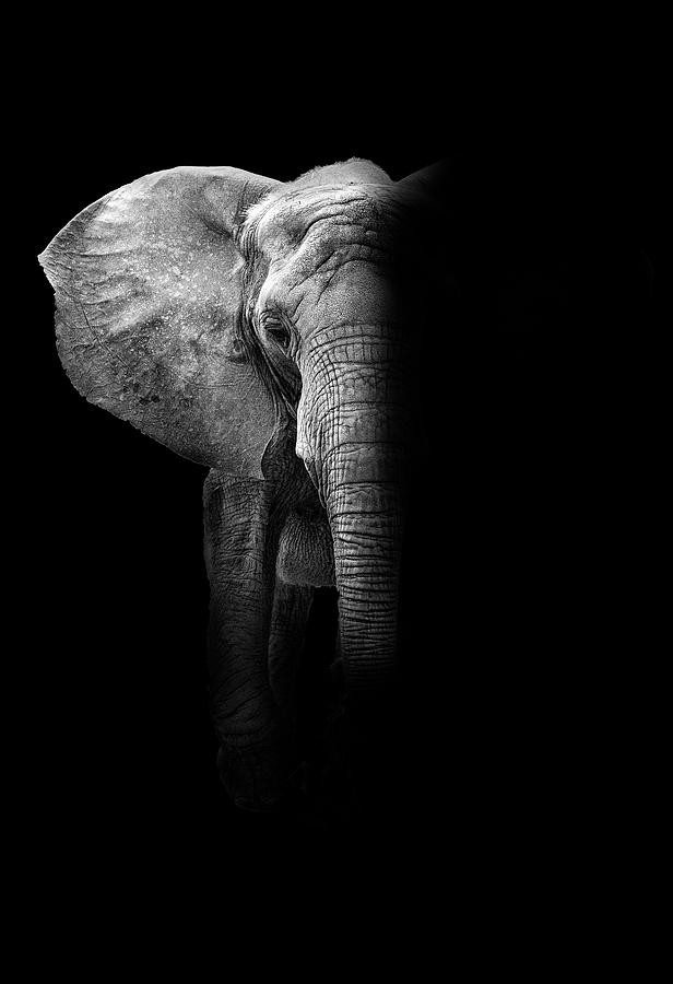Elephant Photograph by Deborah Penland