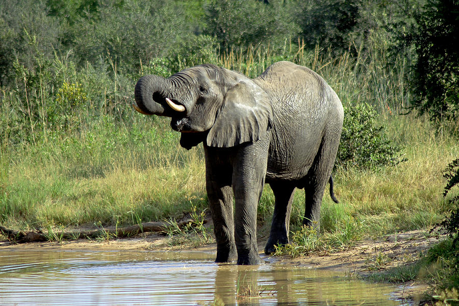 Elephant Drinking Photograph by Tony Murtagh