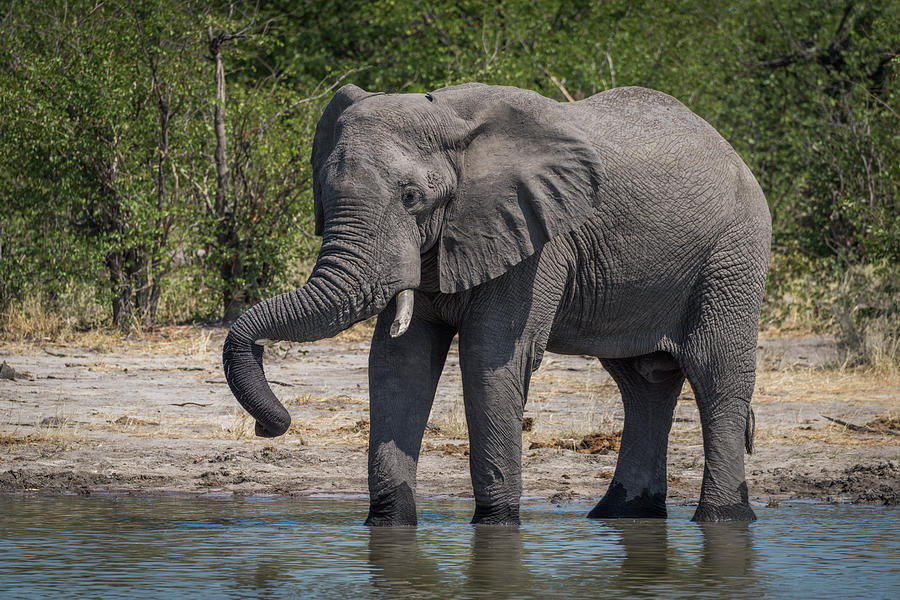 Elephant drinking with trunk resting on tusk Photograph by Ndp - Fine ...