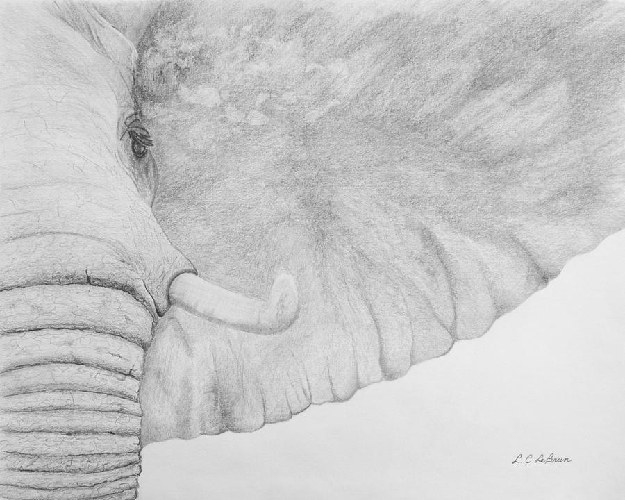 Elephant Ear Drawing by L C LeBrun