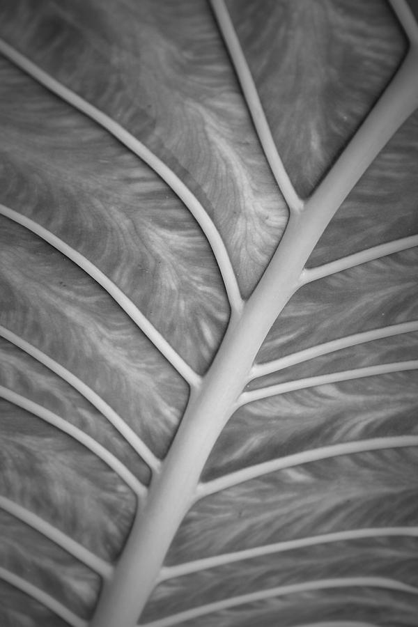 Elephant Ear Plant - BW Photograph by Beth Vincent