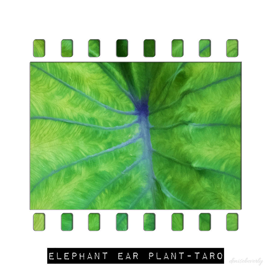 Elephant Ear Plant - Taro Photograph by Denise Beverly