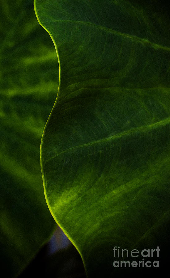 Elephant Ears Abstract Photograph by Patrick Dablow