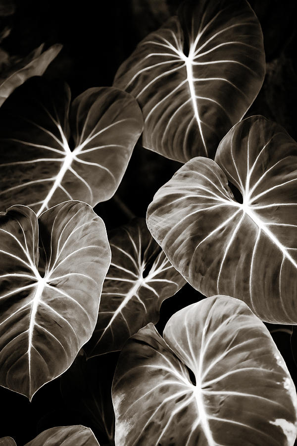 Abstract Photograph - Elephant Ears on Parade by Marilyn Hunt