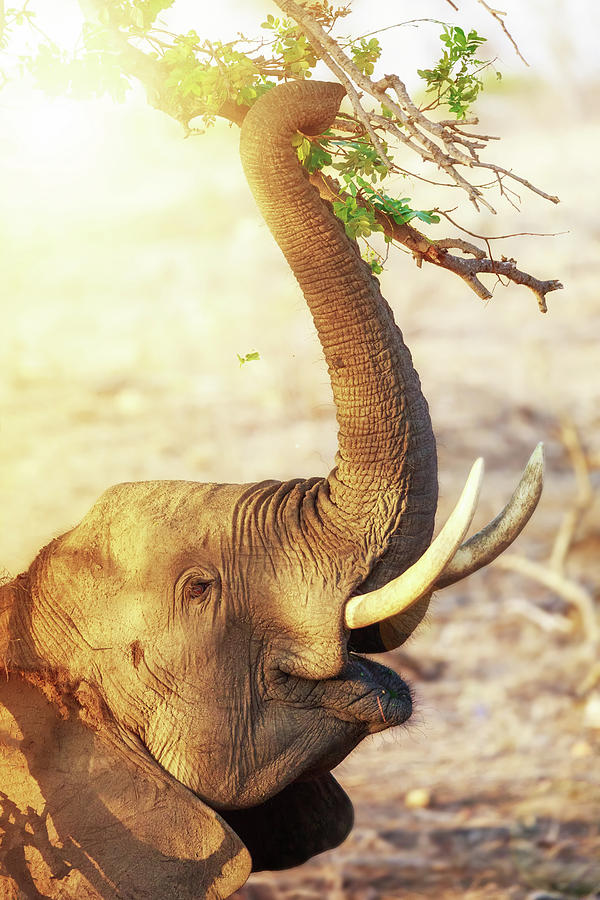 Nature Photograph - Elephant Eating At Sunrise by Good Focused