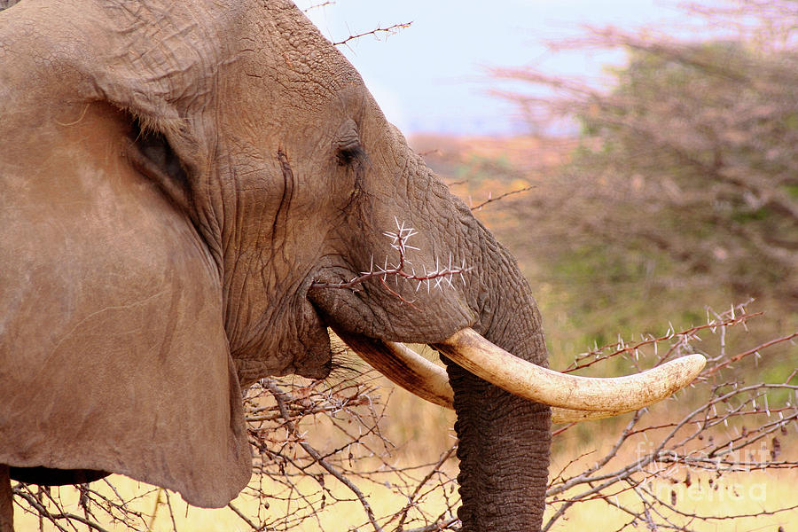 Elephant eating Photograph by Bruce Block