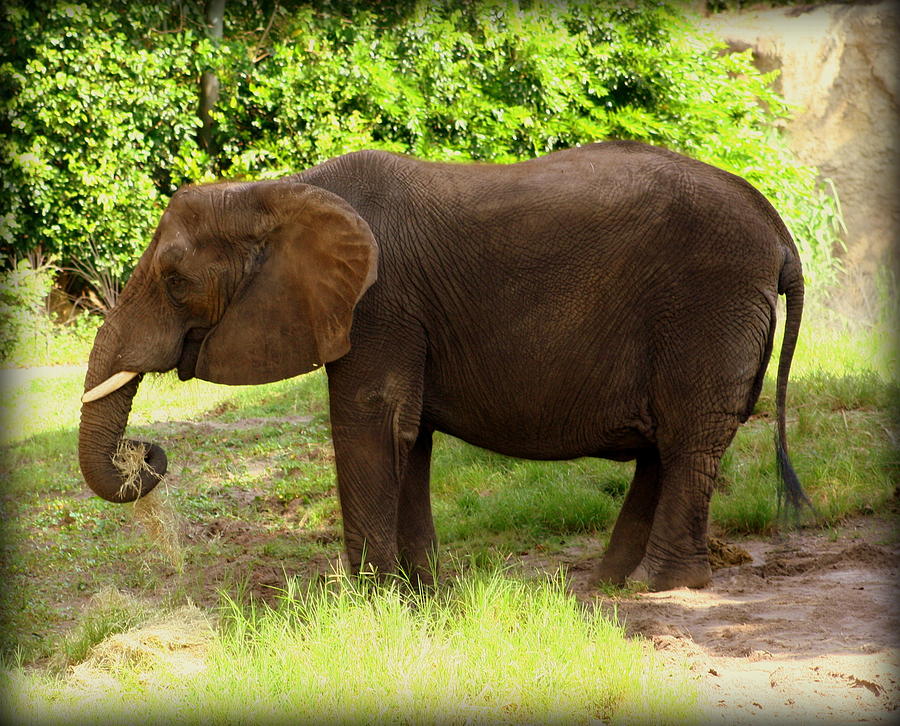 elephant-eating-grass-photograph-by-anita-hiltz-fine-art-america