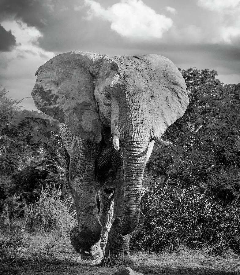 Elephant Encounter Photograph by Bob VonDrachek