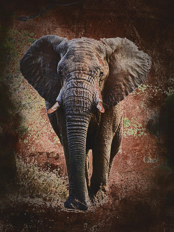 Elephant-Encounter with Big 5 series Digital Art by Sue Masterson