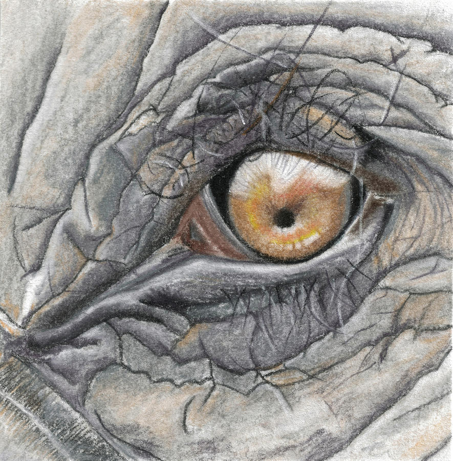 Elephant Eye Big 5 Drawing by Cindy Earle