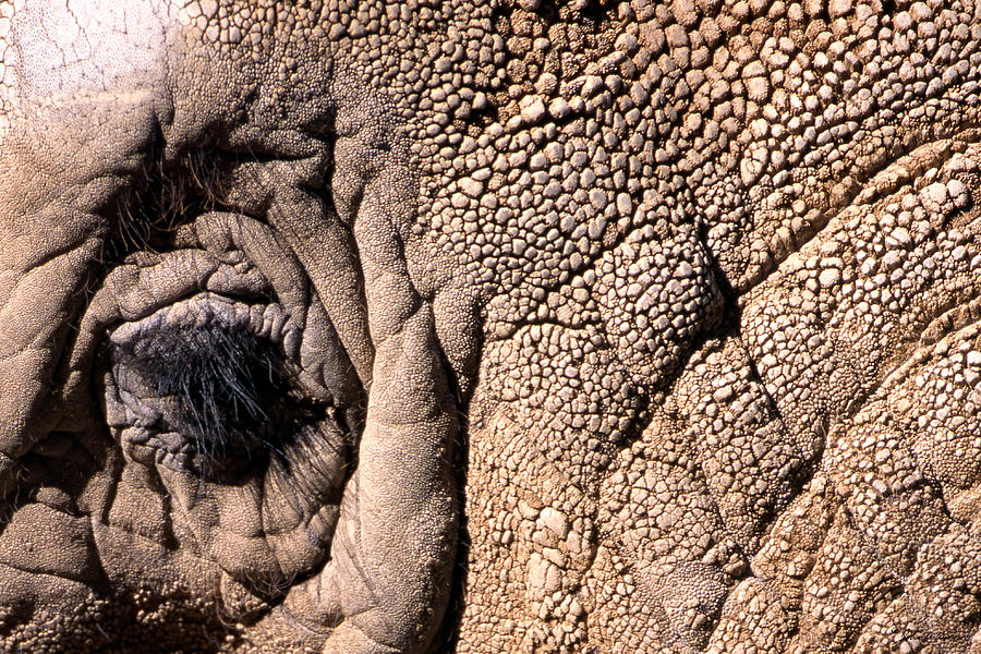 Elephant Eye Closeup  Photograph by John Harmon