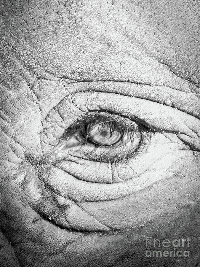 Elephant Eye Photograph by Eric Nagel