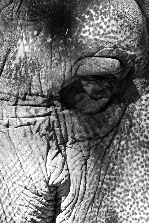 Elephant Photograph - Elephant Eye by Gene Sizemore