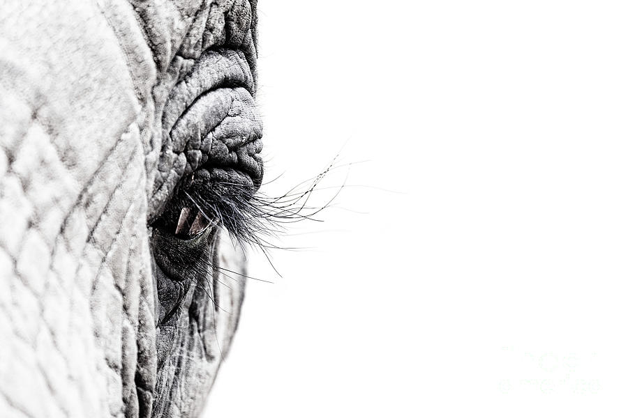 Elephant eye Photograph by Jane Rix