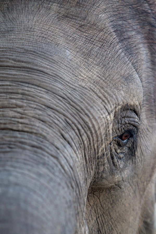 Elephant Eye Photograph by Joe Kopp