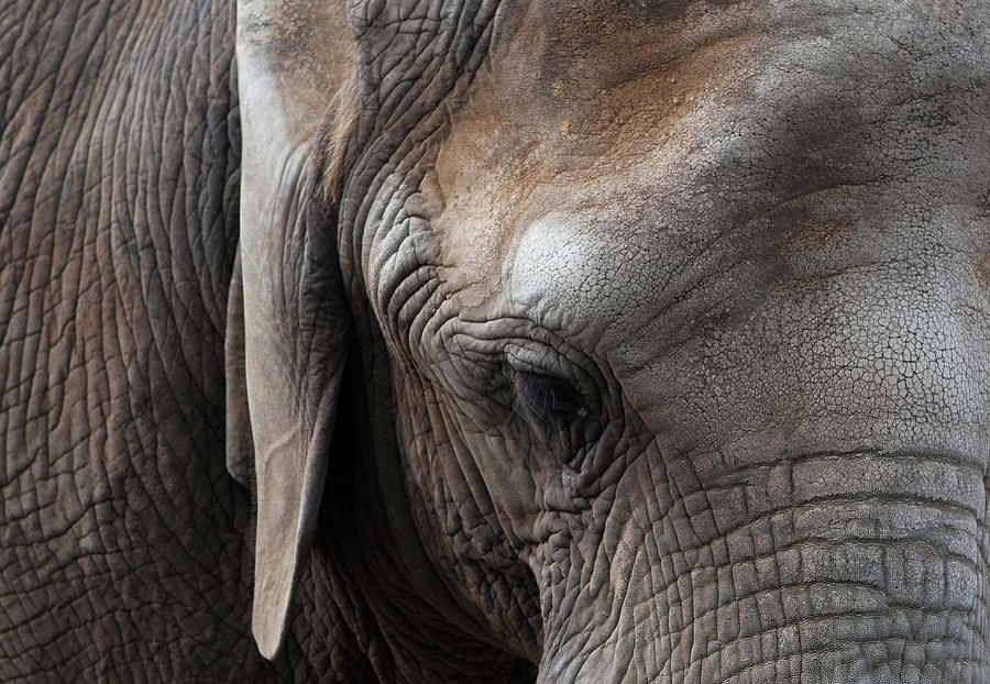 Elephant Eye Photograph by Lorraine Devon Wilke