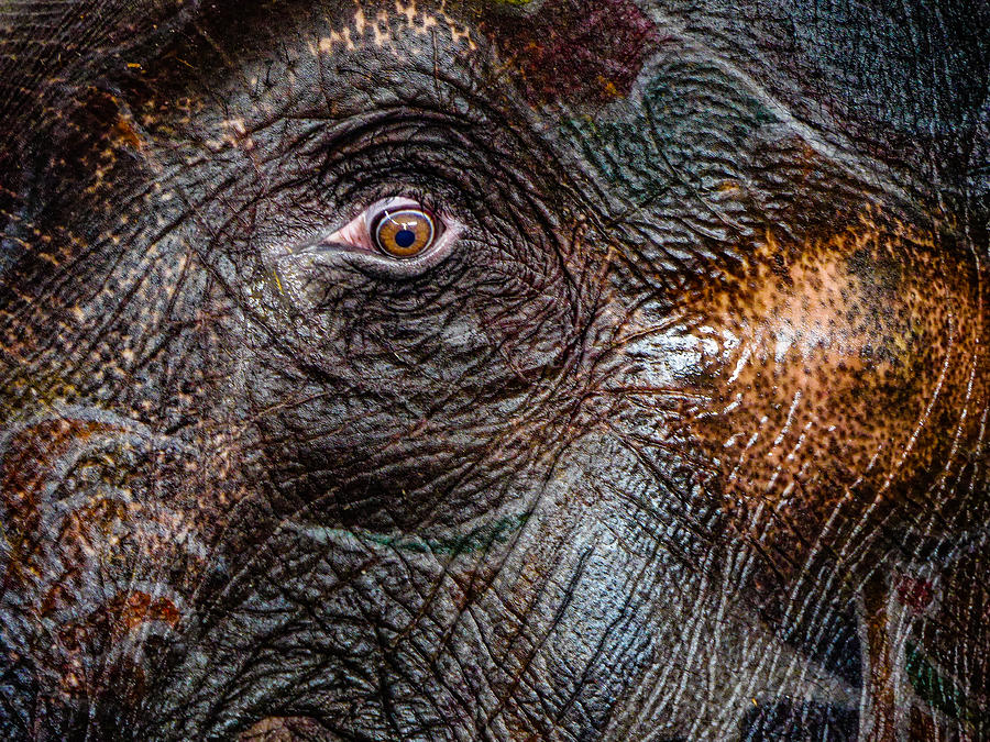 Elephant Eye Photograph by M G Whittingham
