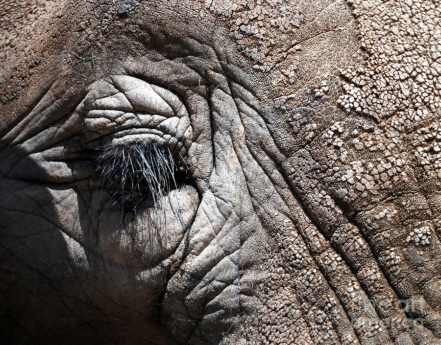 Animal Photograph - Elephant Eye by Norman Andrus
