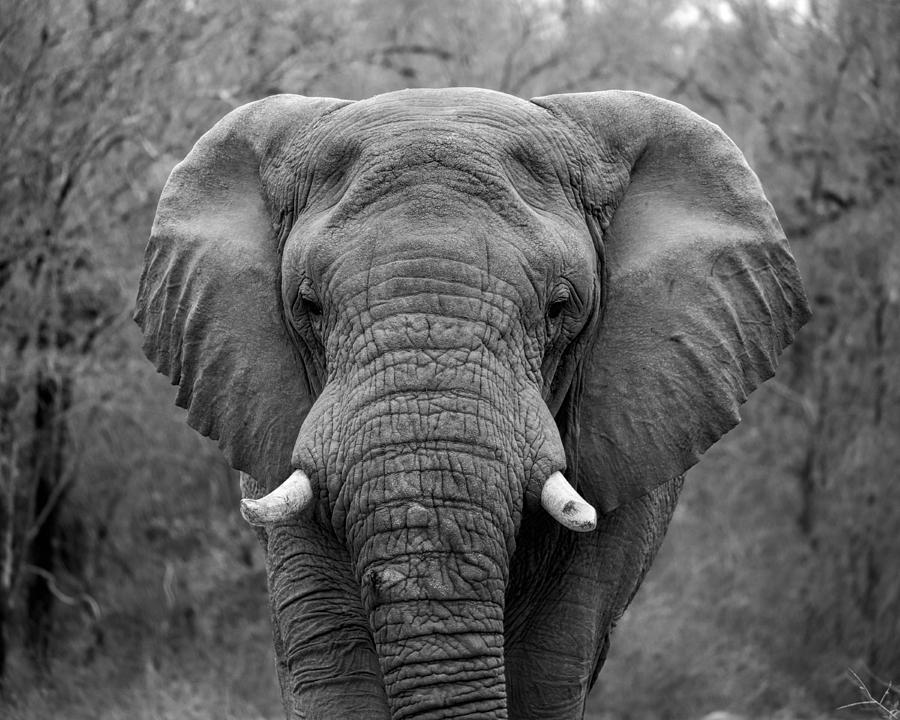 Nature Photograph - Elephant Eyes - Black and White by Stephen Stookey