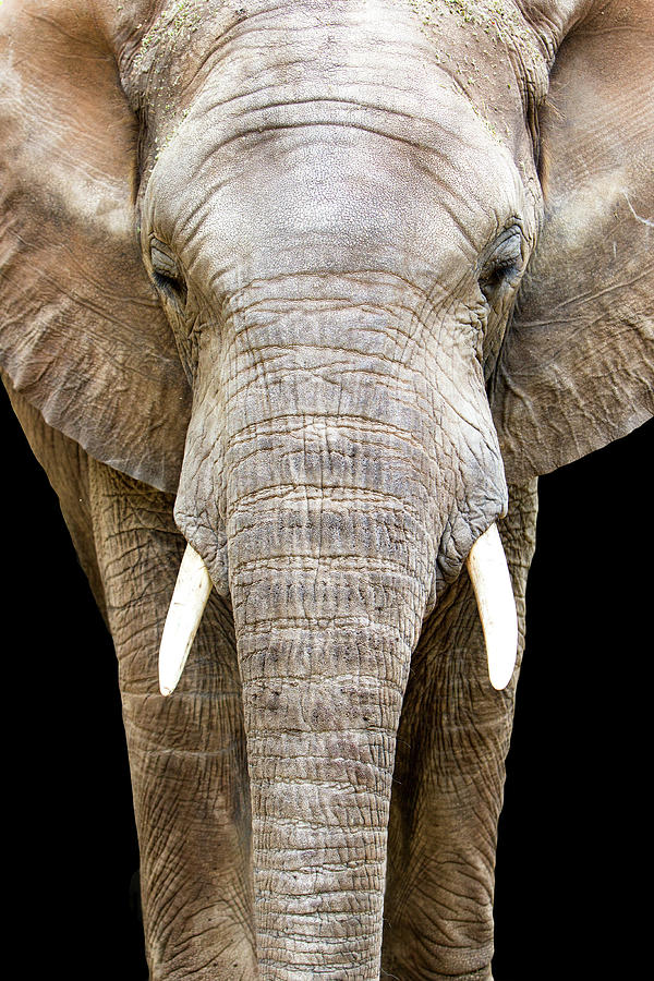 Nature Photograph - Elephant Face Closeup Looking Forward by Good Focused