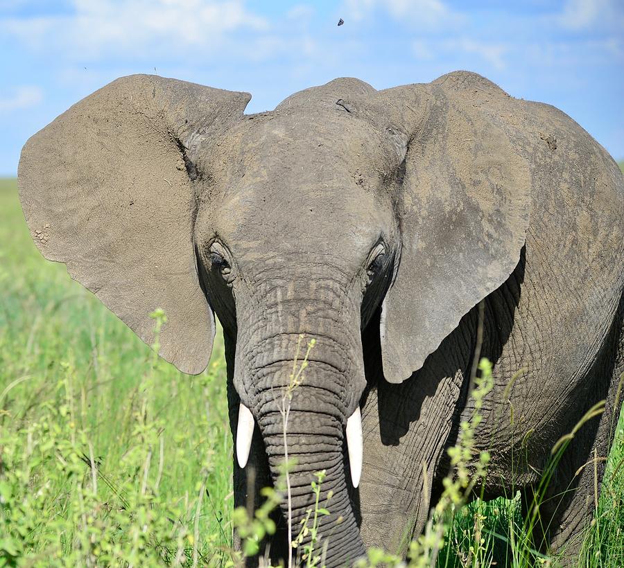 Elephant face Photograph by Omar Shafey - Fine Art America