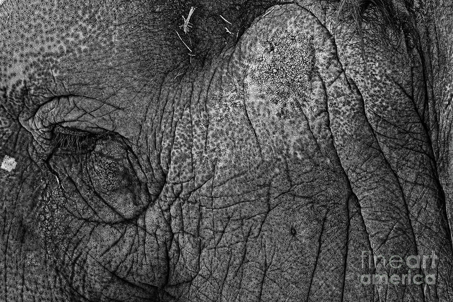Elephant Photograph - Elephant Face by Rick Mann Elephant Photograph - Elephant Face by Rick Mann
