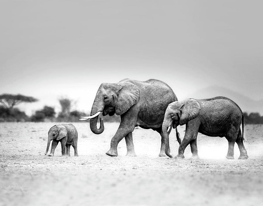 Elephant Photograph - Elephant Family 11x14 by Vicki Jauron
