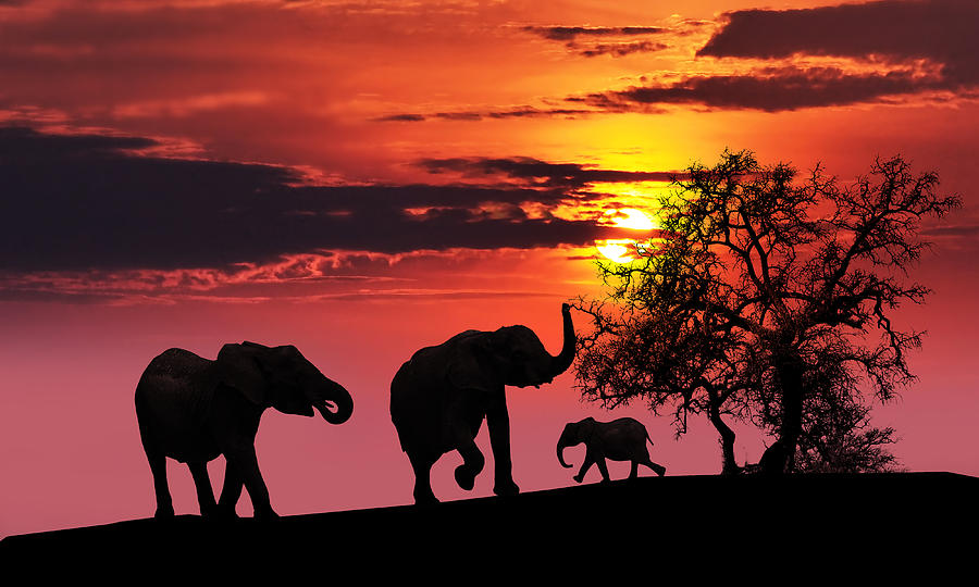 Animal Photograph - Elephant family at sunset by Jaroslaw Grudzinski