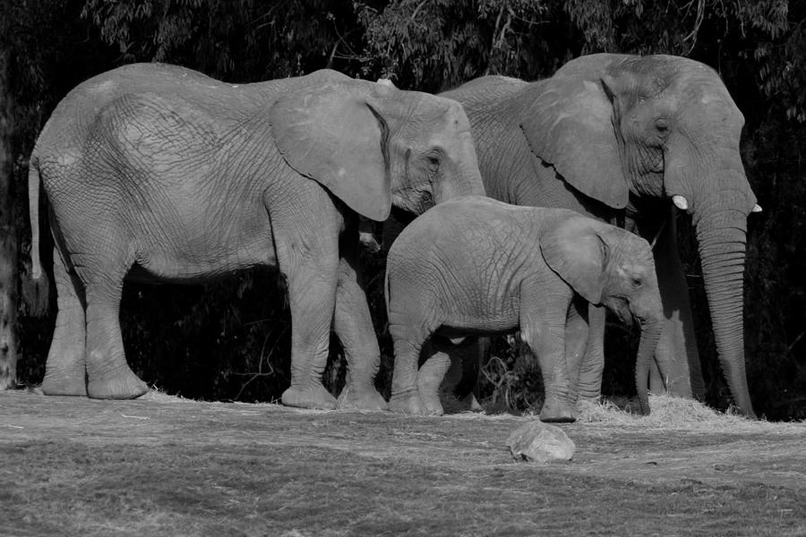 Elephant Family Photograph by Brad Scott