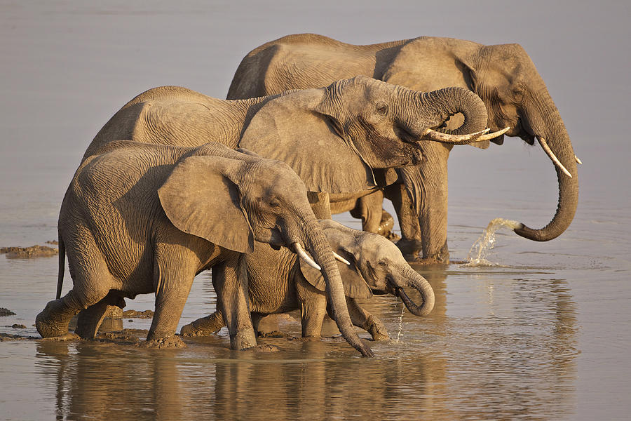 Elephant family Photograph by Johan Elzenga