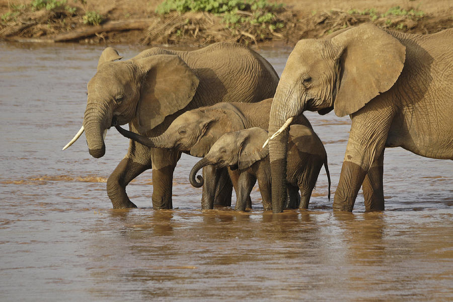 Elephant Family Photograph by Michele Burgess