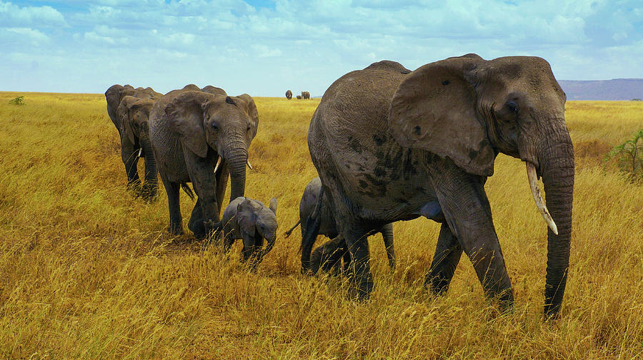 Cool Photograph - Elephant Family On Their Way Art by Wall Art Prints
