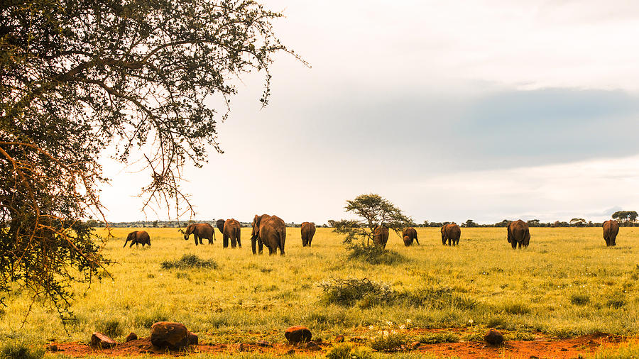 Elephant family Photograph by Patrick Kain