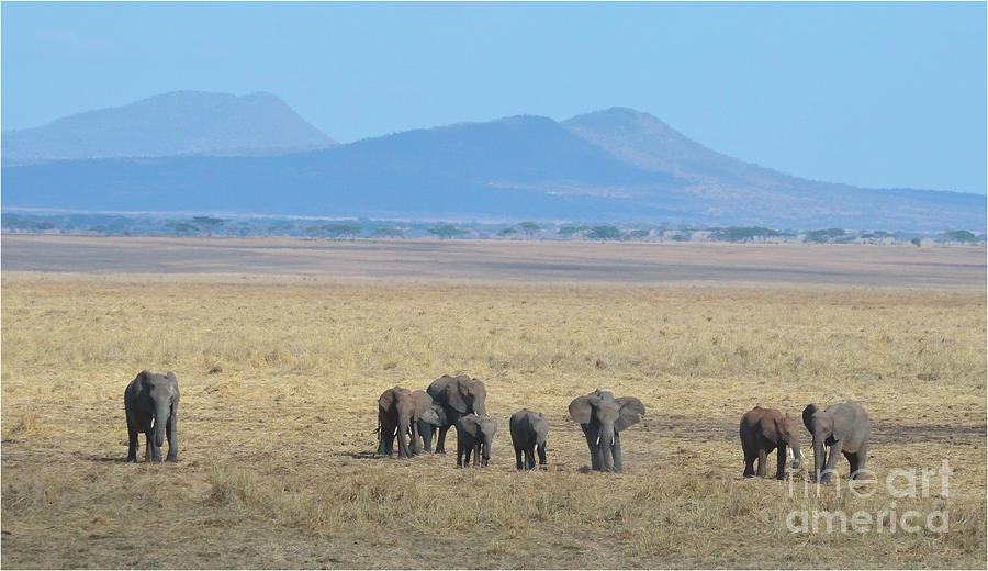 Elephant Family Scenic Backdrop Tanzania Photograph by Tom Wurl