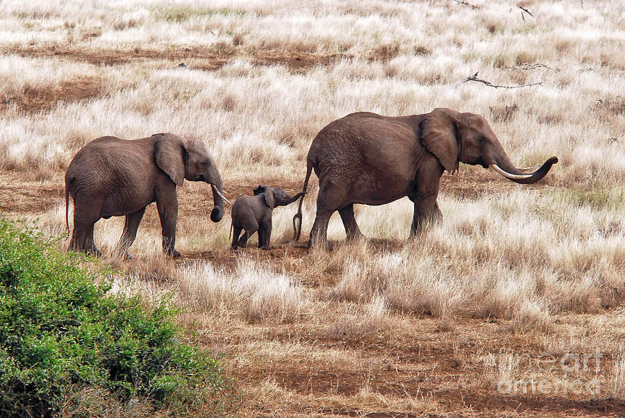 Elephant Photograph - Elephant Family, Tanzania by Robert Abramson