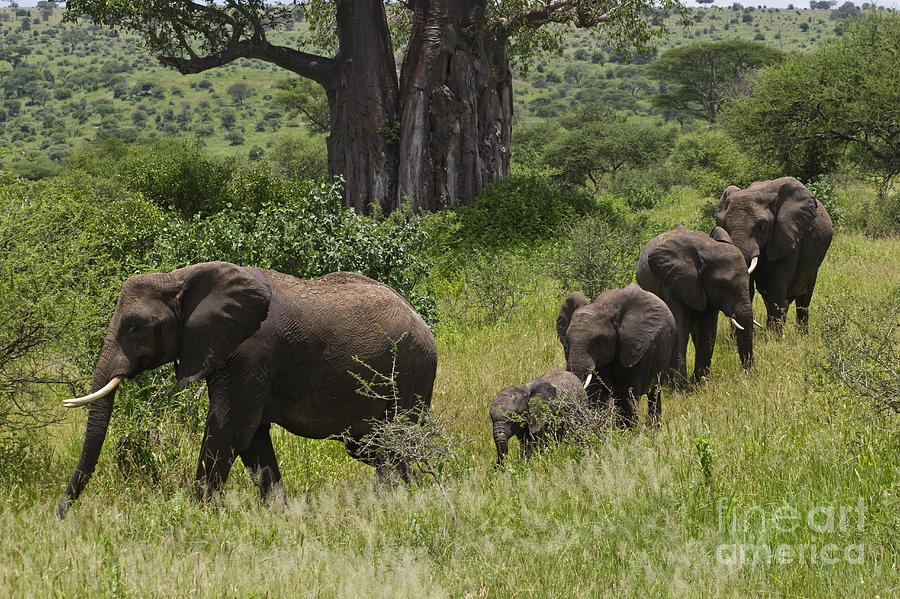 Elephant Family Tarangire NP Photograph by Craig Lovell