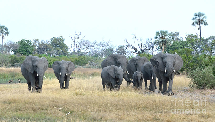 Elephant Family, Botswana, Africa Photograph by Tom Wurl