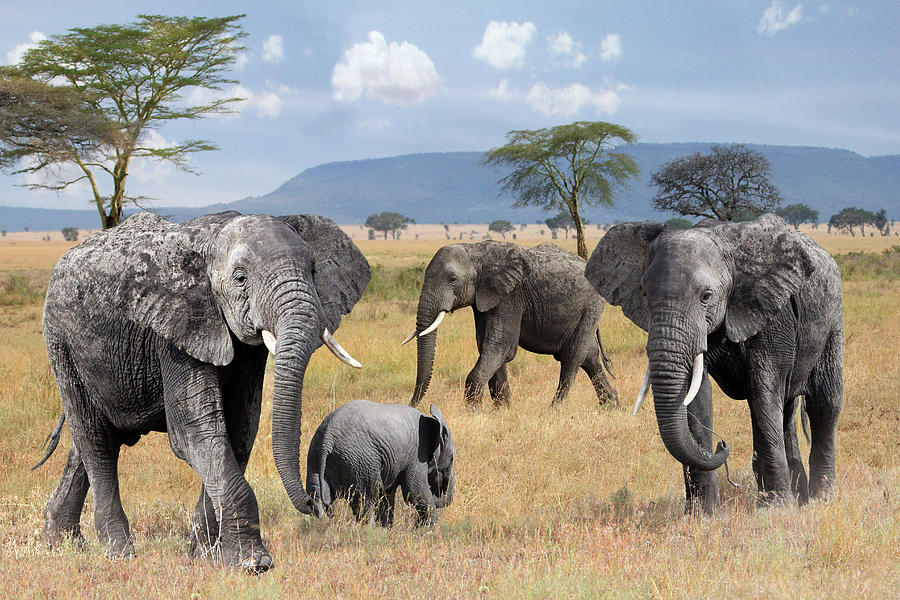 Elephant Family Wild and Free Photograph by Gill Billington