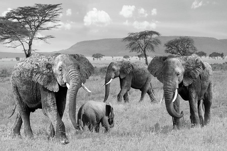 Elephant Family Wild And Free in Black and White Photograph by Gill Billington