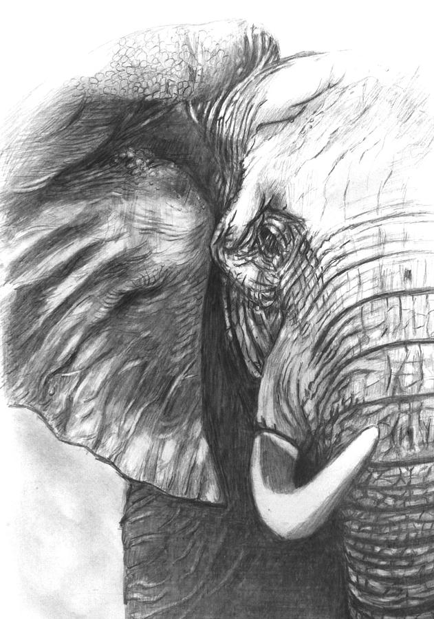 Elephant for Alabama Drawing by Hae Kim Fine Art America