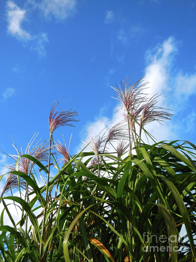 Elephant Grass Miscanthus Photograph by Loreta Mickiene