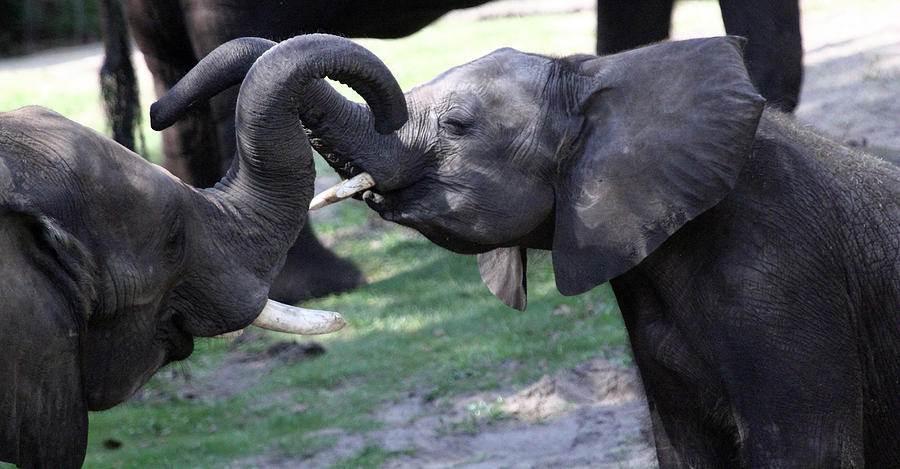 Elephant Greeting II Photograph by Mary Haber