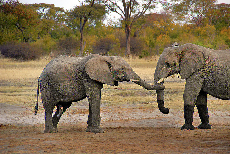 Elephant Greeting Photograph by Ted Keller