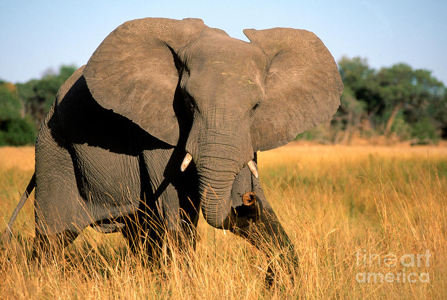 Elephant Photograph by Gregory G Dimijian and Photo Researchers 
