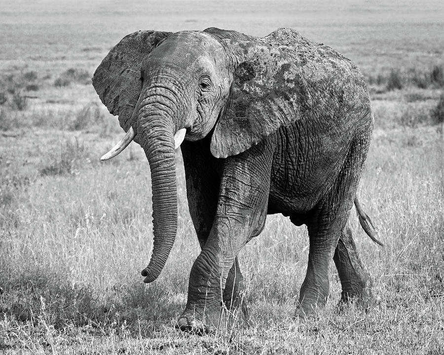 Elephant Happy and Free in Black and White Photograph by Gill Billington